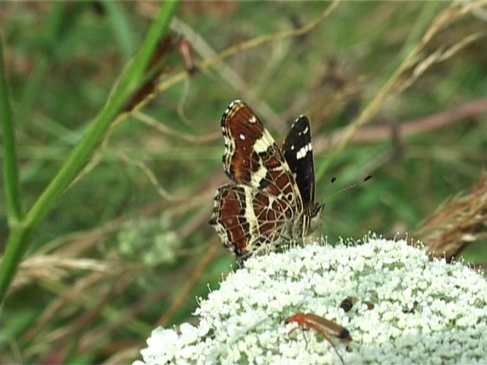 Landkärtchen ( Araschnia levana ), Sommergeneration, Flügelunterseite : Am Niederrhein, Biotop, 14.07.2007